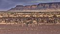 033 Fish River Canyon, zebra's